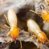 1 termites ebtisamt alkhalij pest control and cleaning