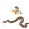 10 snakes and lizards ebtisamt alkhalij pest control and cleaning