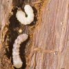 11 wood termites ebtisamt alkhalij pest control and cleaning