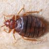 12 bed bugs ebtisamt alkhalij pest control and cleaning
