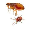 14 mites and fleas ebtisamt alkhalij pest control and cleaning