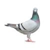 15 pigeons and feral birds ebtisamt alkhalij pest control and cleaning