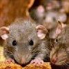 2 rodents ebtisamt alkhalij pest control and cleaning
