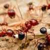 3 ants ebtisamt alkhalij pest control and cleaning