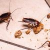 4 cockroach ebtisamt alkhalij pest control and cleaning