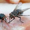 5 flies ebtisamt alkhalij pest control and cleaning