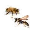 6 bees and wasps ebtisamt alkhalij pest control and cleaning