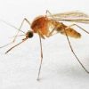 8 mosquites ebtisamt alkhalij pest control and cleaning