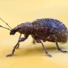9 beetles and weivils ebtisamt alkhalij pest control and cleaning